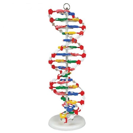 Dna Model,Pre-Assembled