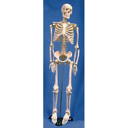 Human Skeleton Model,85Cm