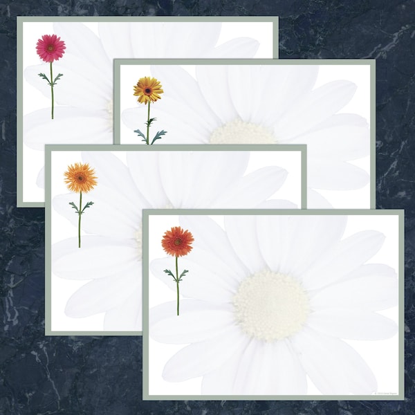 Postcards,Daisies,4.25x5.5,10,PK40