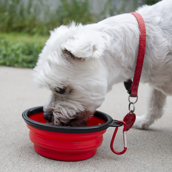 Deluxe Small Dog Emergency Bug-Out Kit