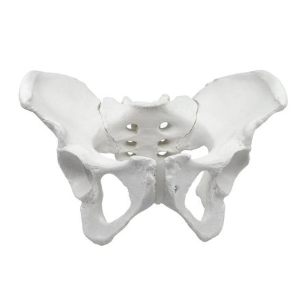 Eisco Labs Female Pelvis / Pelvic Skeleton Bone Model -  EISCO SCIENTIFIC, AMCHA589AS