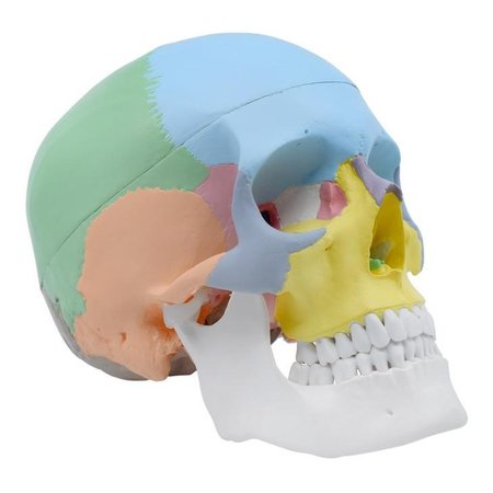 Didactic Colored Human Skull Anatomical Model, 9"" Ht, 3 Parts -  EISCO SCIENTIFIC, AMCH1009AS